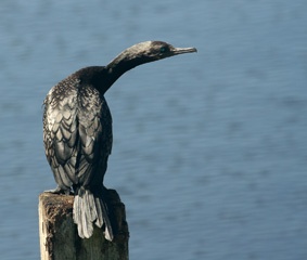 IMG_7373a.jpg